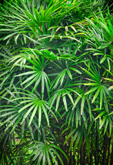 Tropical Asian rain forest leaves background