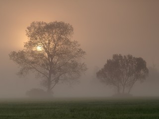 Fototapeta na wymiar Beautiful foggy sunrise landscape with trees