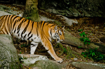 indochinese tiger
