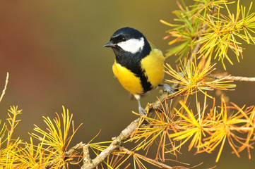 Obraz premium Great tit standing on a branch of larch tree