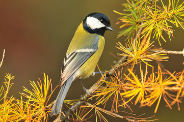 Great tit standing on a branch of larch tree