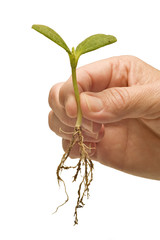 Hand Holding Baby Plant With Roots
