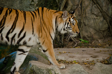 indochinese tiger