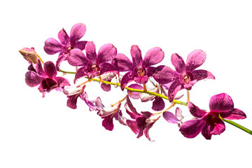Naklejka na ściany i meble Purple orchid isolated on a white background