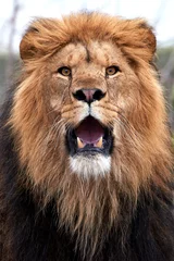 Photo sur Aluminium Lion Lion (Panthera leo)