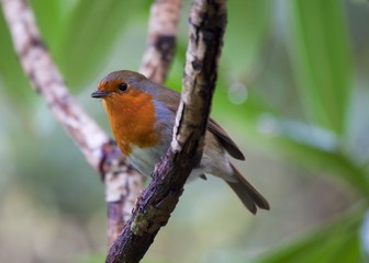 Robin Red Breast