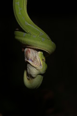 Fototapeta premium Morelia viridis
