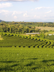 Tea garden under cloudy blue sky in Chiangrai