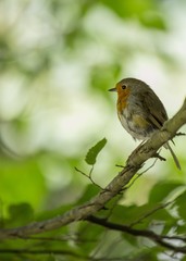 Robin Red Breast