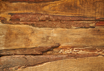 Old wood texture