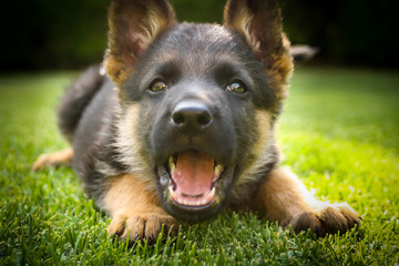 German shepherd puppy playing on a warm summer day