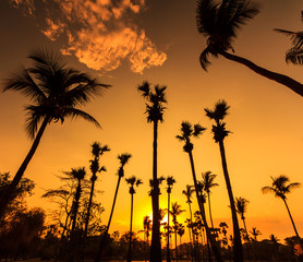Obraz na płótnie Canvas Silhouettes of coconut trees