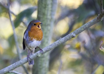 Robin Red Breast
