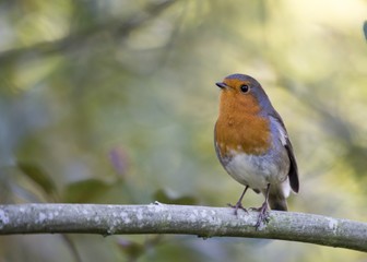 Robin Red Breast