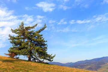 Fototapeta premium Lonely tree in the mountains