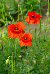 poppies flowers in the garden