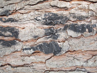 Closeup of tree trunk