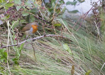 Robin Red Breast