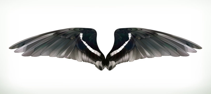 Wings vector illustration