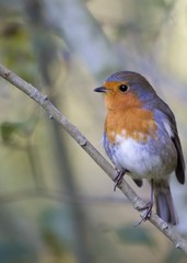 Robin Red Breast