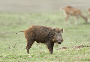 A wild boar looking towards camera