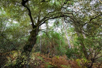 Evergreen oak in forest