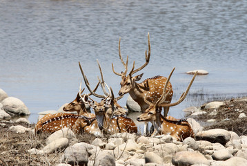 cheetal deers near a water hole in Jim Corbett © Dr Ajay Kumar Singh
