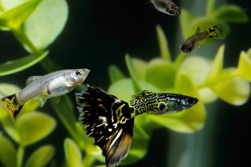 Fototapeta premium Guppy Multi Colored Fish