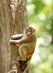 Rehsus Macaque making faces