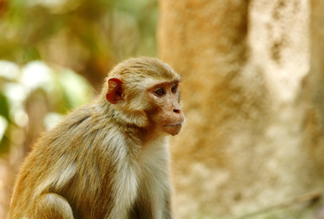 Closeup of Rehsus Macaque