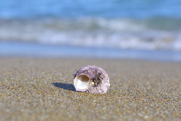 Seashell on the beach