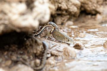 Water snake