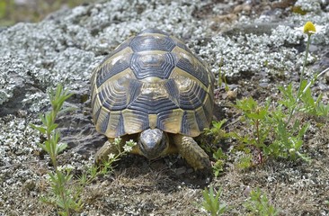 Spur thighed turtle (Testudo graeca)