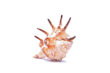 Seashell isolated on white background