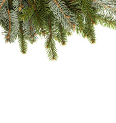 Obraz premium Blank Christmas card with pine needles vertical