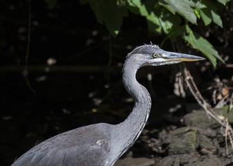Grey Heron