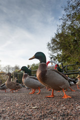 Profile of a Duck Posing in Lund Stadspark