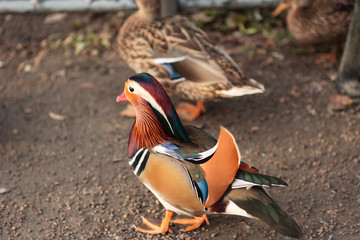 Mandarina Ducks Posing in Lund Stadspark