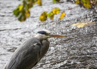 Grey Heron