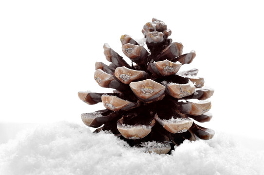 pine cone on the snow