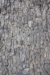 Wood background