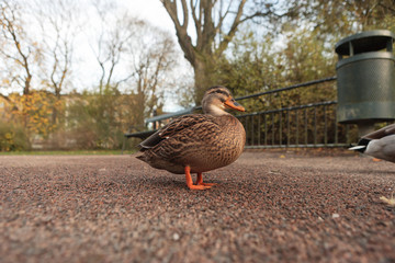 Duck in Gothenburg