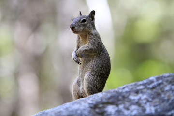 Naklejka na ściany i meble écureuil à Yosemite
