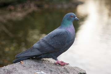 Pigeon in Lunds Stadspark