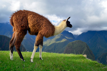 Lama grazing on the ruins of Machu Picchu