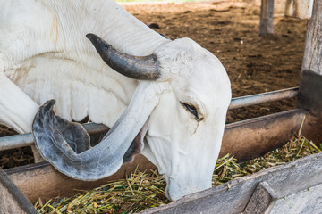Portrait of Brahman Cattle