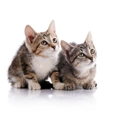 Obraz premium Two striped kittens.