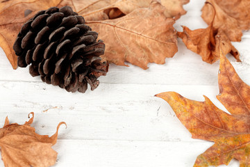 autumn leaves
