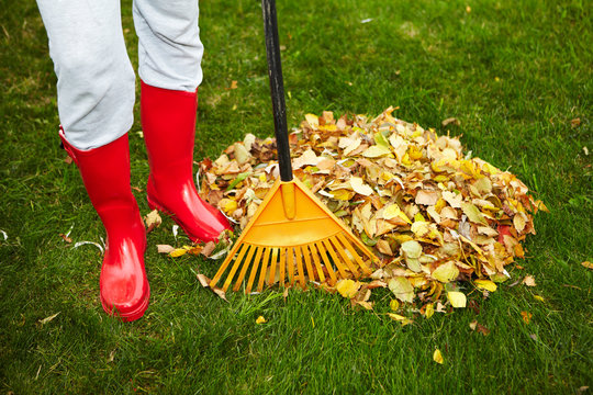 Fall leaves with rake