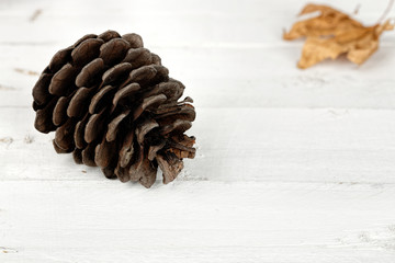 pine cone